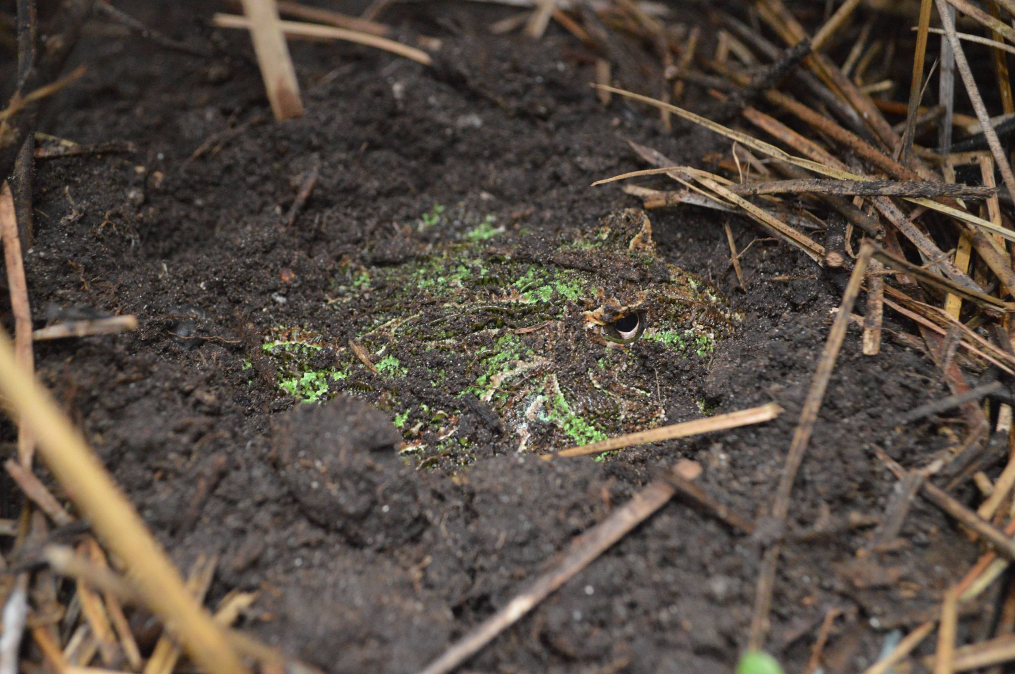 Ceratophrys ornata   Reproductively inactive period   Photographed by Camila Deutsch (2)